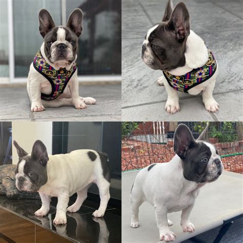 gucci french bulldog|Gucci Frenchies .